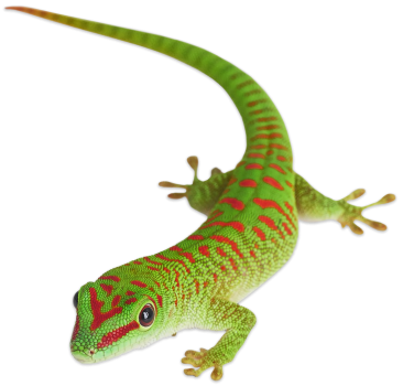 gecko