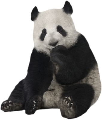 panzu-panda