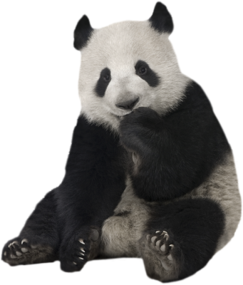 panzu flooring 2 panzu-panda